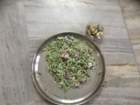 at-Taiyebaat - Recipe - Green Undhiyu